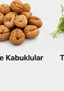 İnce Kabuklular