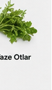 Taze Otlar