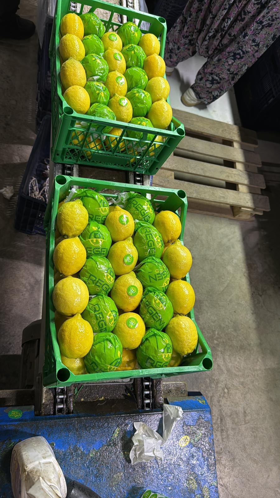 Limon