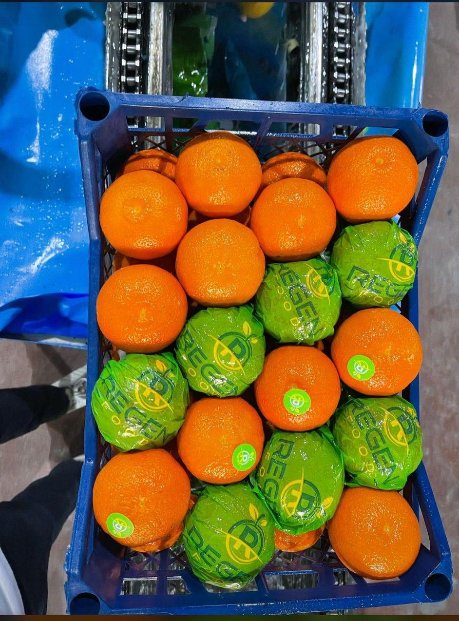Mandalina